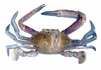 crab