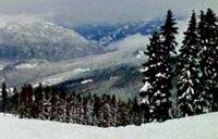 temperate forest