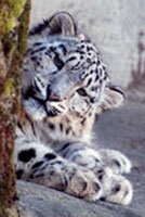 snow leopard
