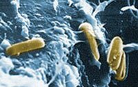 microorganisms