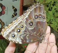 butterfly