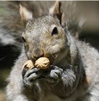 squirrel