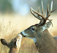 deer