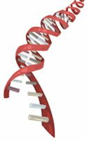 strand of DNA