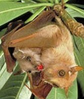 bats