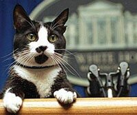 Socks the cat