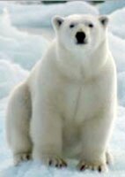 polar bear