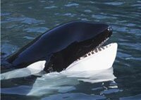 Killer Whale