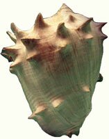 large snail shell