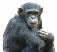 chimpanzee