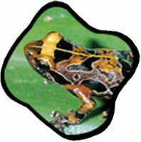 frog