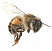 honey bee