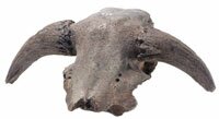 skull fossil